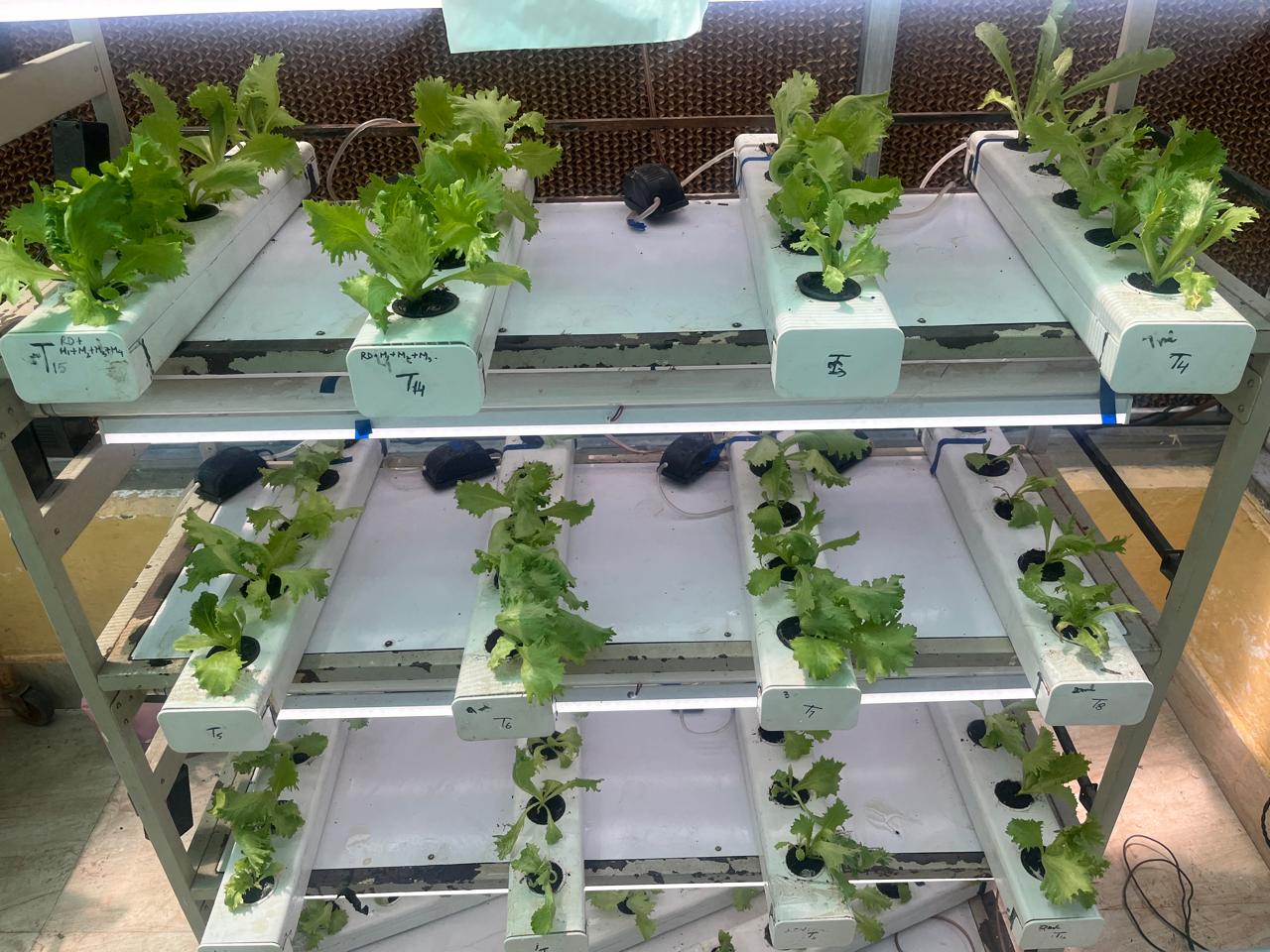 Establishment of Hi-Tech Germplasm Screening Facility